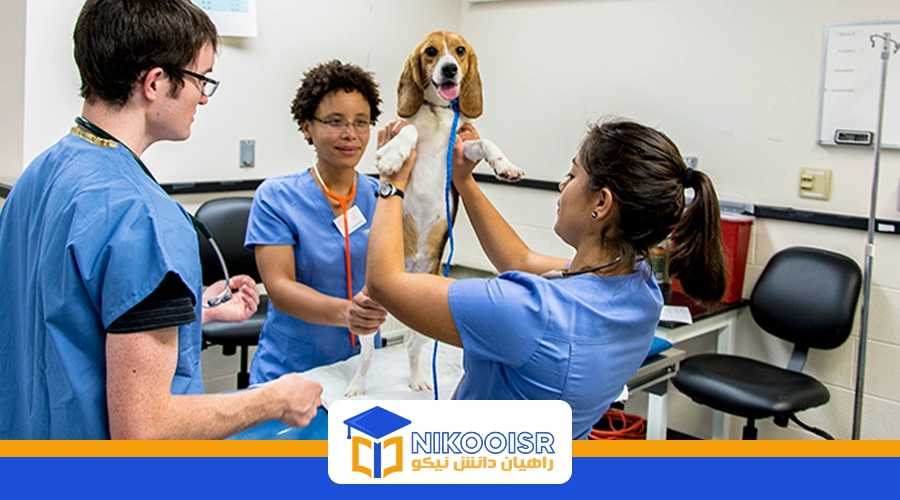 معرفی رشته دامپزشکی در ترکیه