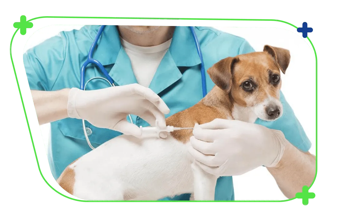 همیار دانشجو